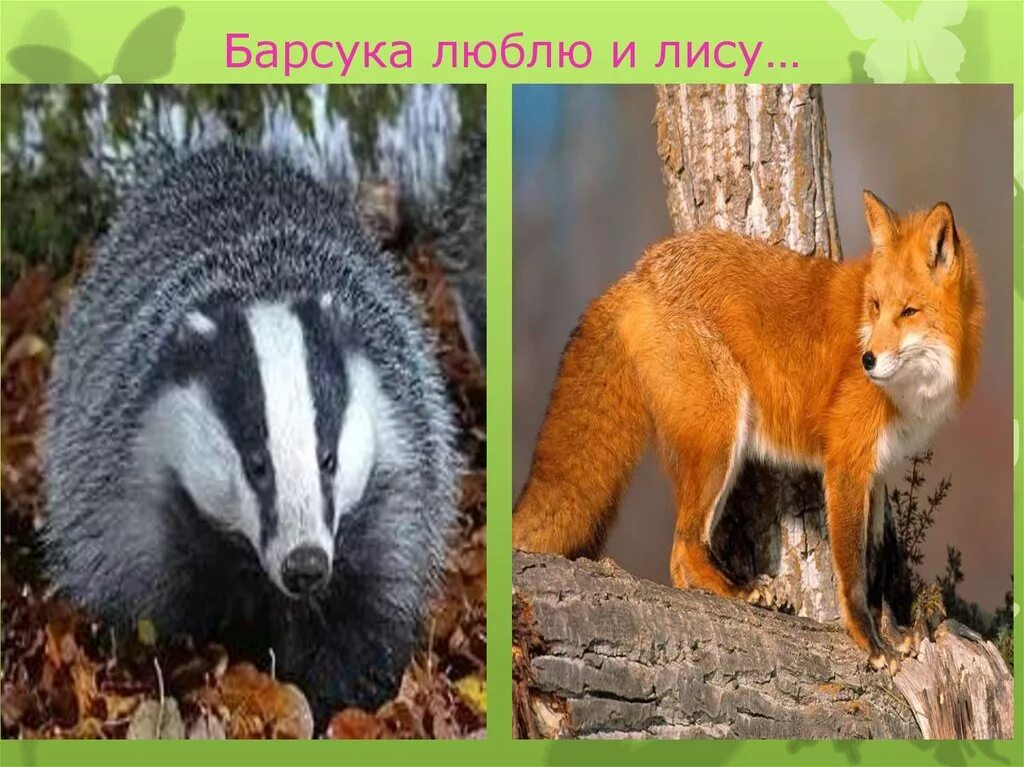 барсук и лиса. нора барсука. лисы и барсуки. лисица и барсук. лисы и барсуки.