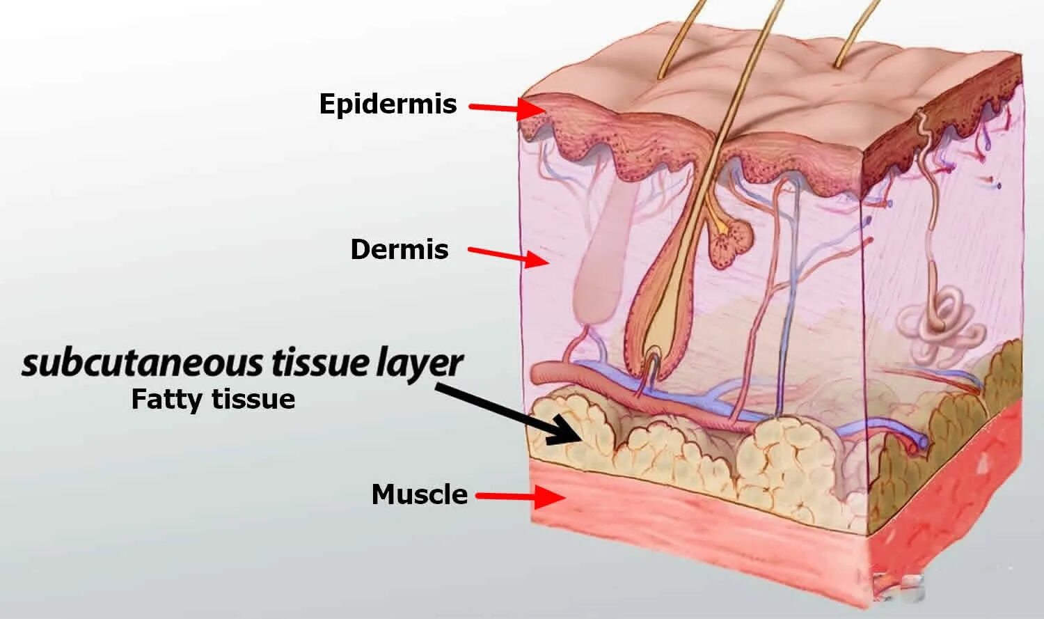 Some type of skin. Subcutaneous fat layer. Smas анатомия.