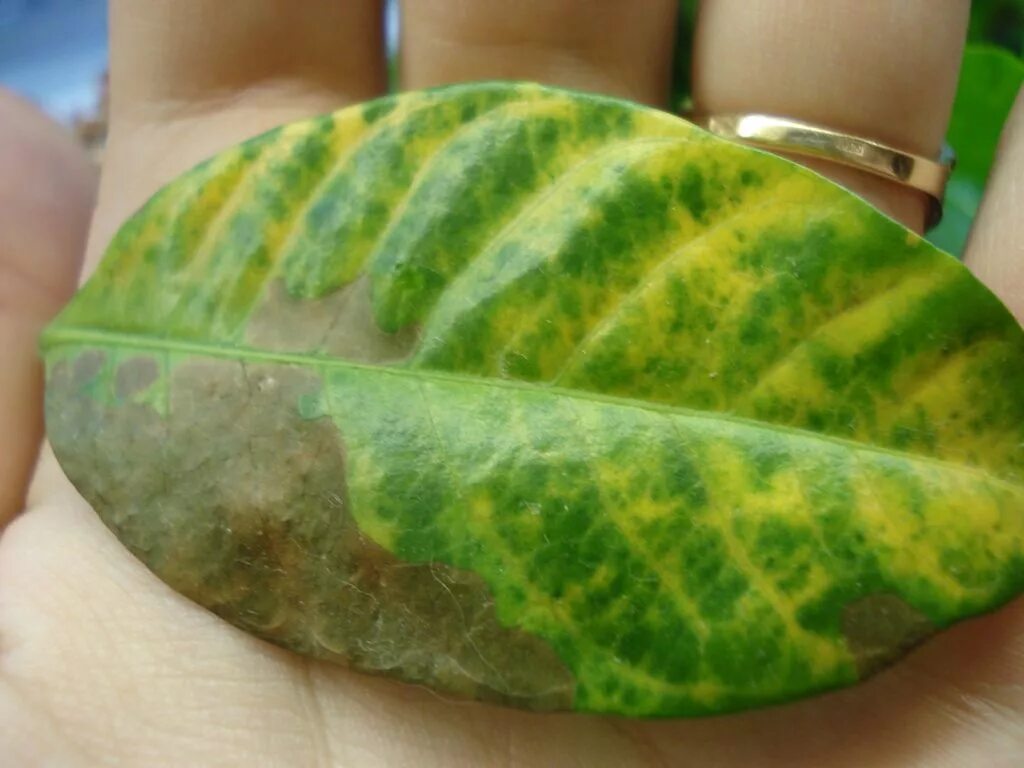 Появились желтые пятна на листьях. Хлороз кротона. Что такое хлороз у сенполии. Хлороз цитрусовых. Антуриум хлороз ржавчина.