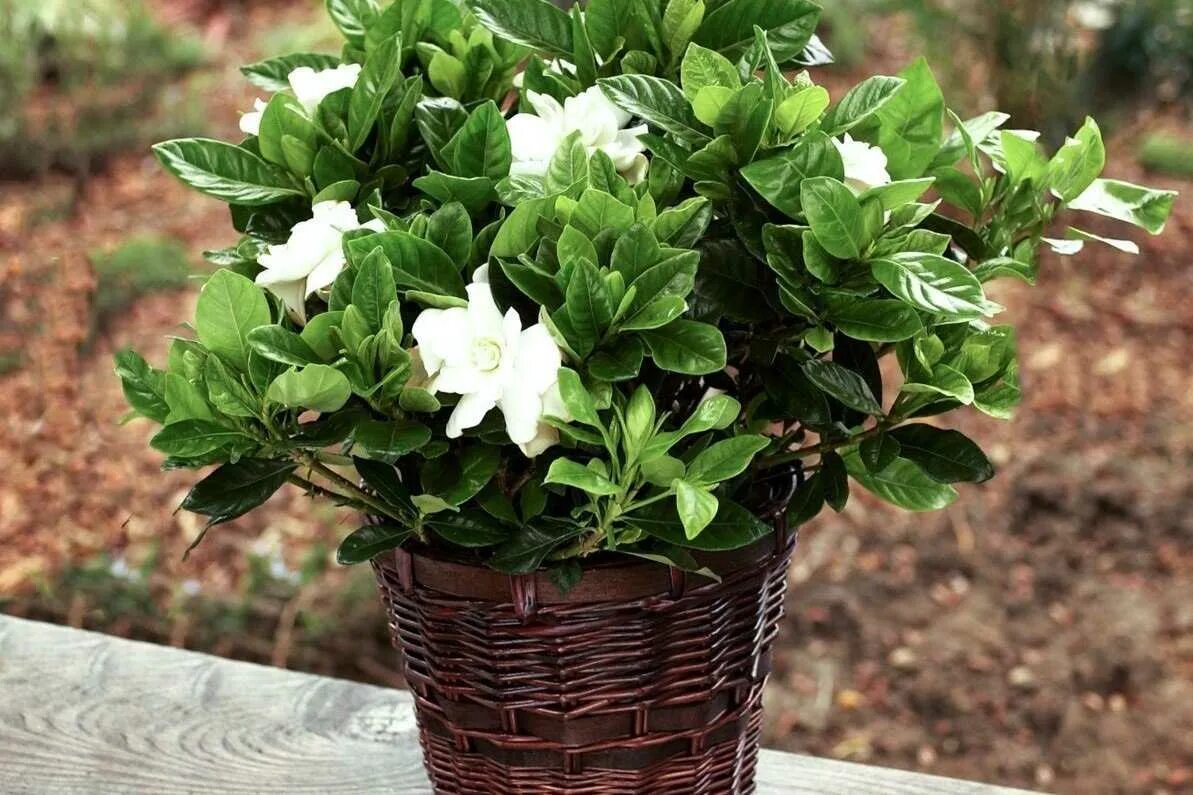 Цветок Гардения жасминовидная. Гардения жасминовидная (gardenia jasminoides).