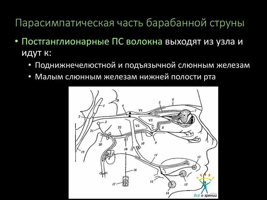 Барабанная струна лицевого нерва. Постганглионарные парасимпатические волокна. Парасимпатическая часть лицевого нерва. Барабанная струна парасимпатические волокна.