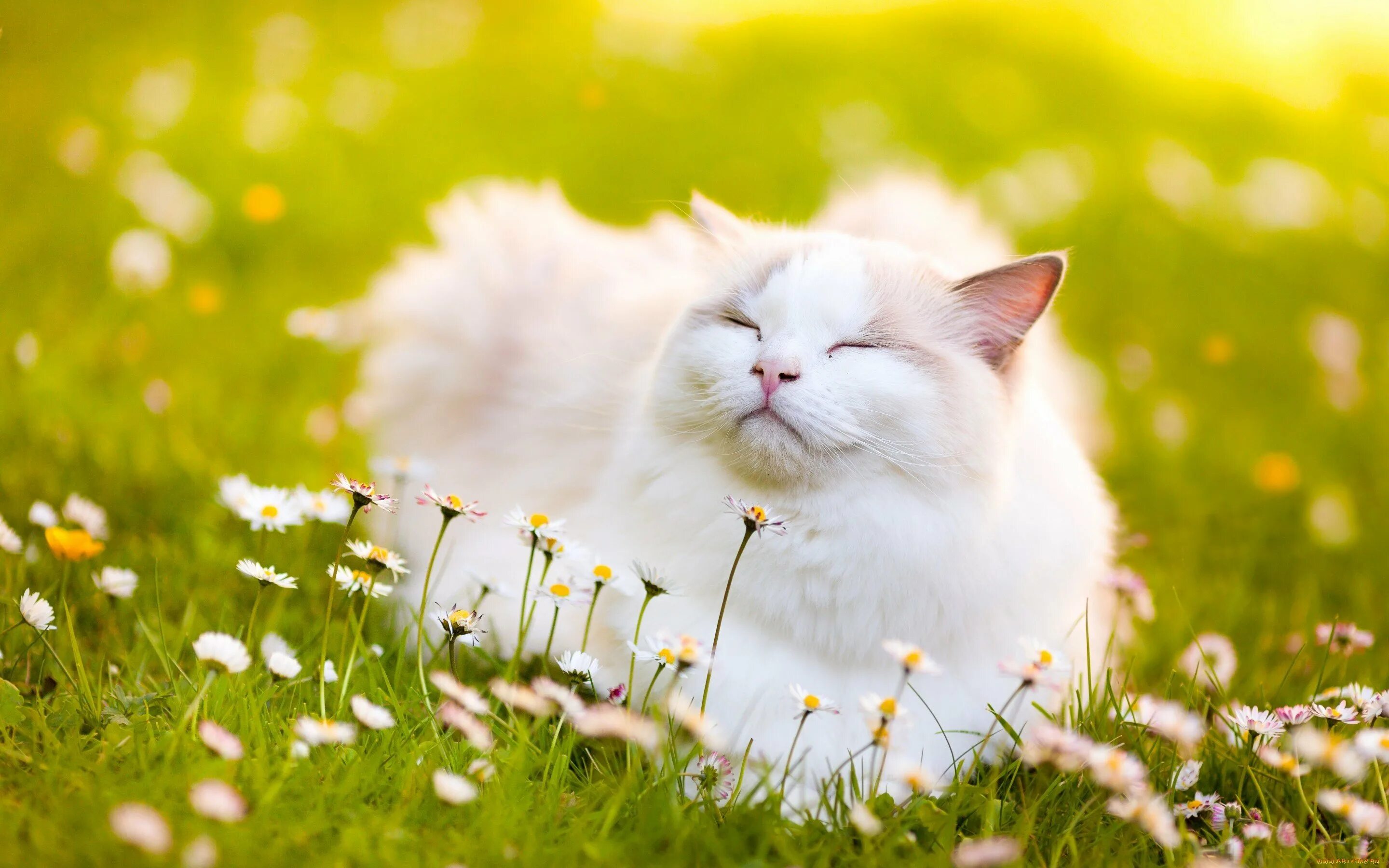 Полна киса. Счастливый кот. Летний кот. Кошка на солнышке.