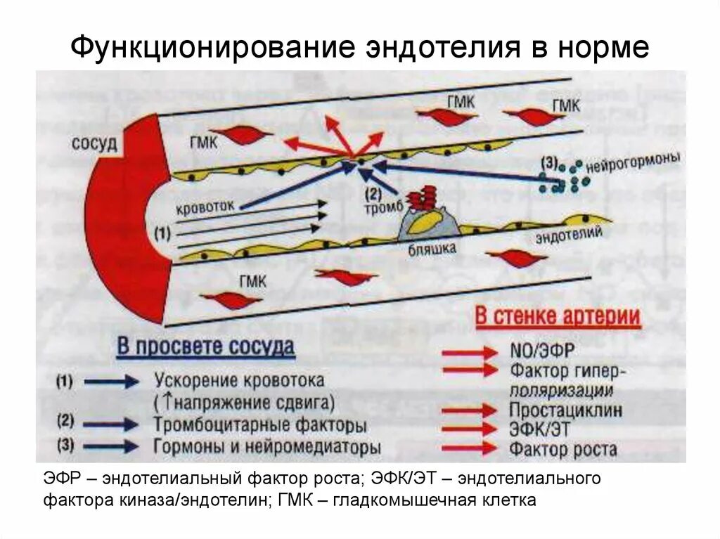 Типы эндотелия. Факторы повреждения эндотелия. функции эндотелия сосудов. эндотелиальная выстилка сосудов. эндотелий релаксирующий фактор.
