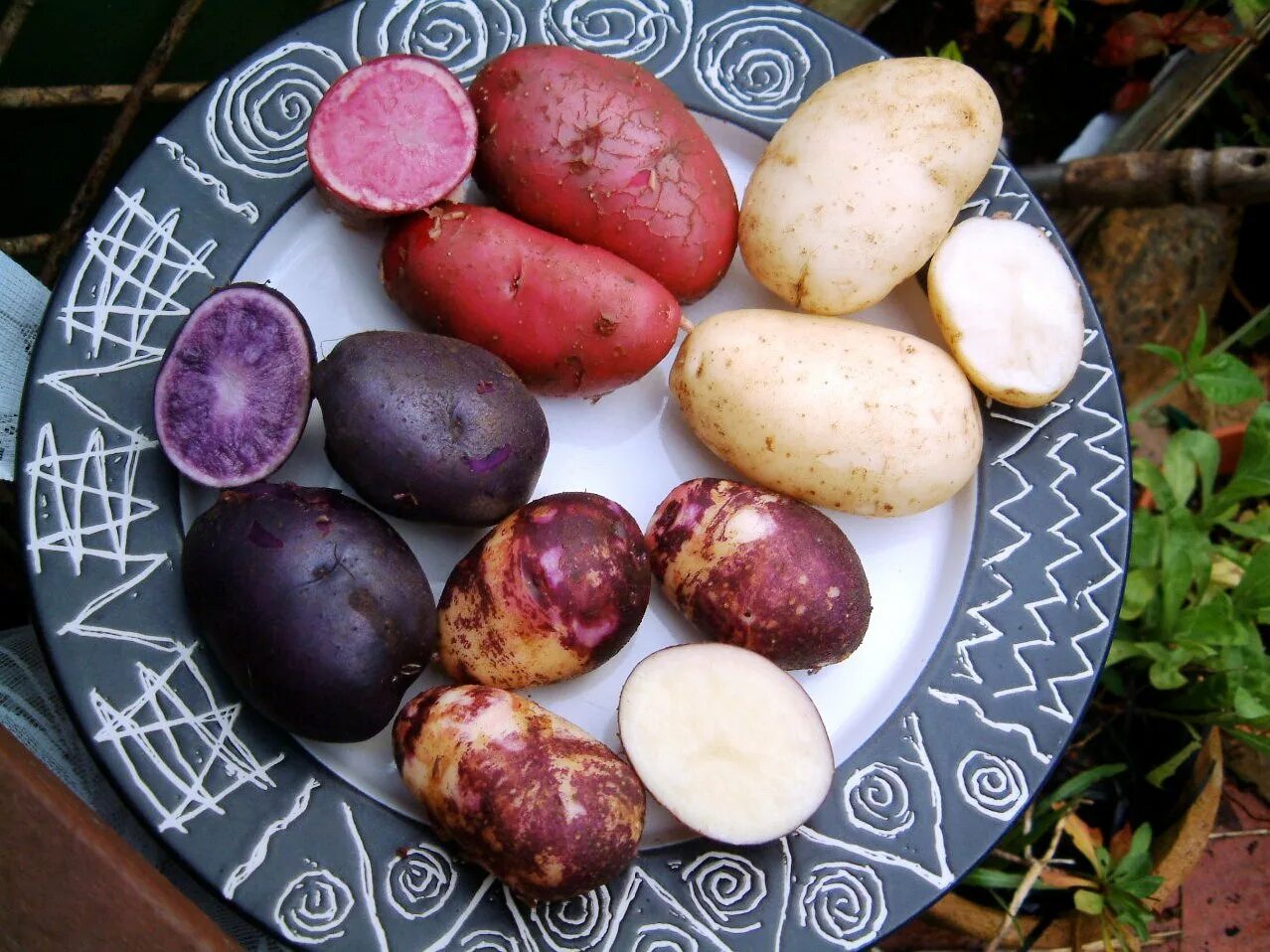 Сорт картофеля перуанский фиолетовый (Purple Peruvian). Французский трюфель картофель. Сорт картофеля Вителло. Картофель сорт бургунди ред.