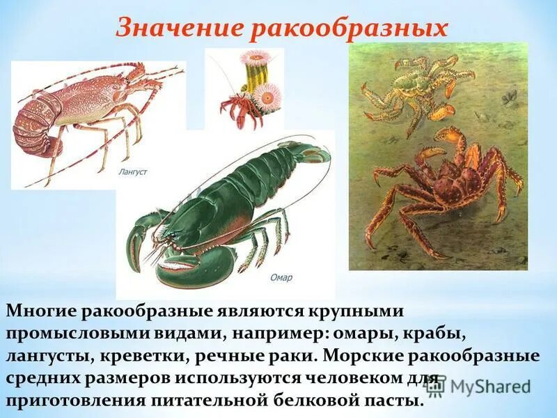 Биология 7 класс членистоногие ракообразные. Песчаный омар. Рак группа животных. Ракообразные представители типа членистоногие. Рак группа животных.