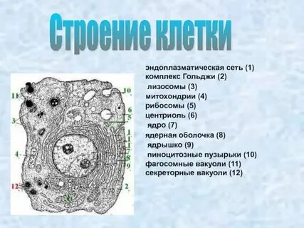 Лизосомы центриоли