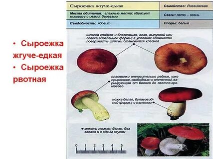 Какие отношения складываются между сыроежкой и