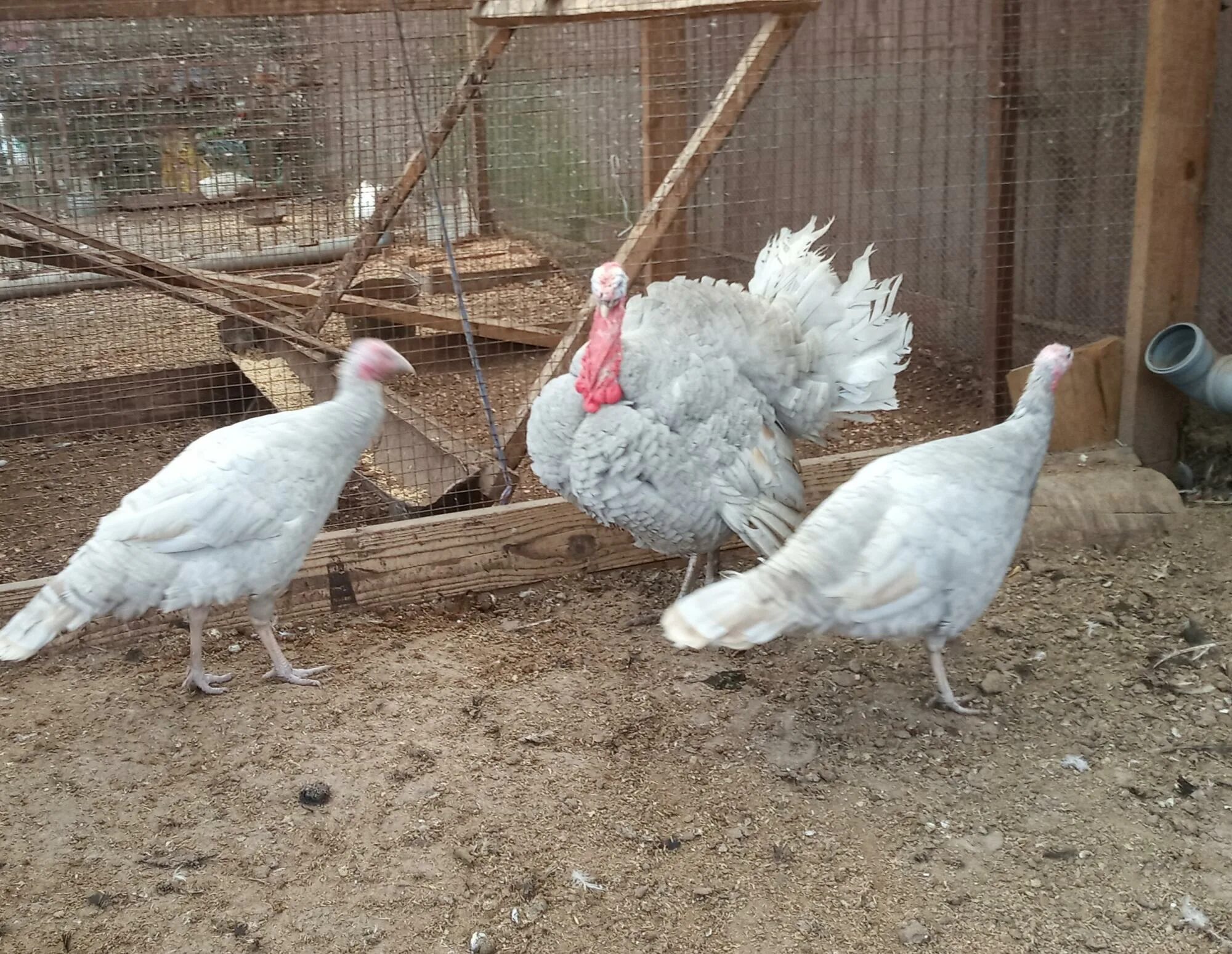 Содержание индюков для начинающих. Подстилка для индюков. Сарай для индюшат. Индюки на пастбище. Ферма индюков.