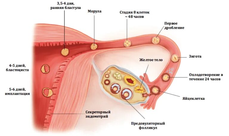 Механизм оплодотворения яйцеклетки. Стадии развития оплодотворенной яйцеклетки. Процесс оплодотворения в картинках. Как происходит оплодотворение и зачатие по дням. Как происходит зачатие и оплодотворение.