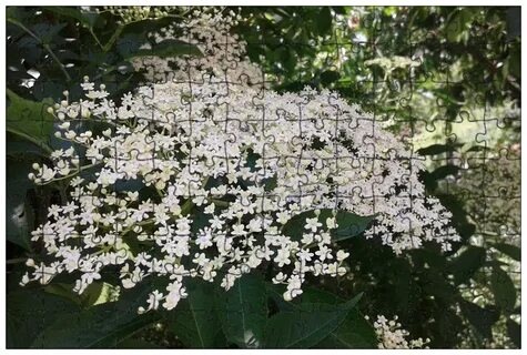 Elder plant