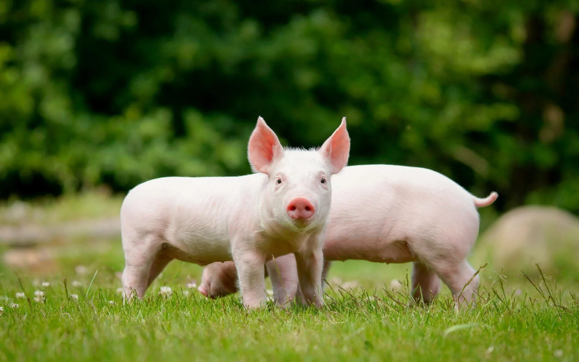 Pig x