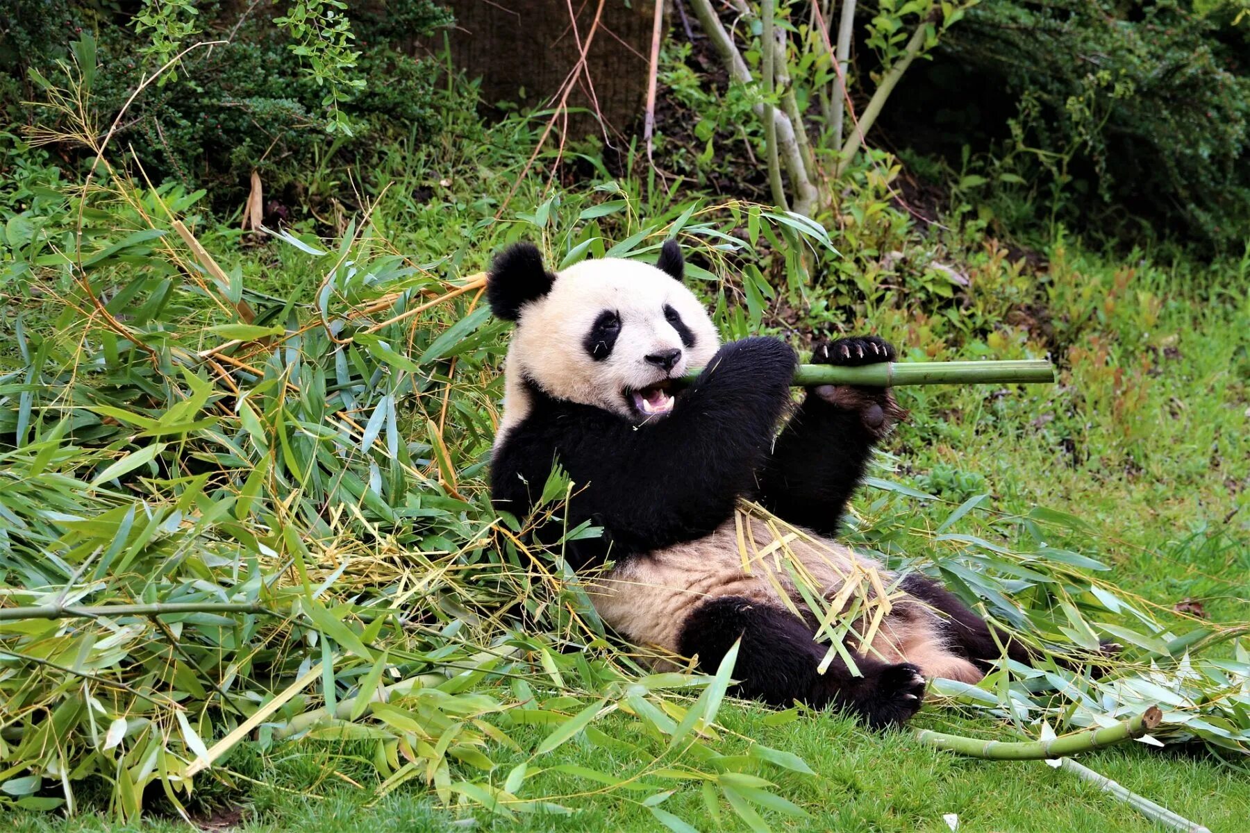 Большая панда что едят. Бамбуковые панды китайские. Китай Панда бамбук. Большая бамбуковая Панда. Китай бамбуковый медведь Панда.