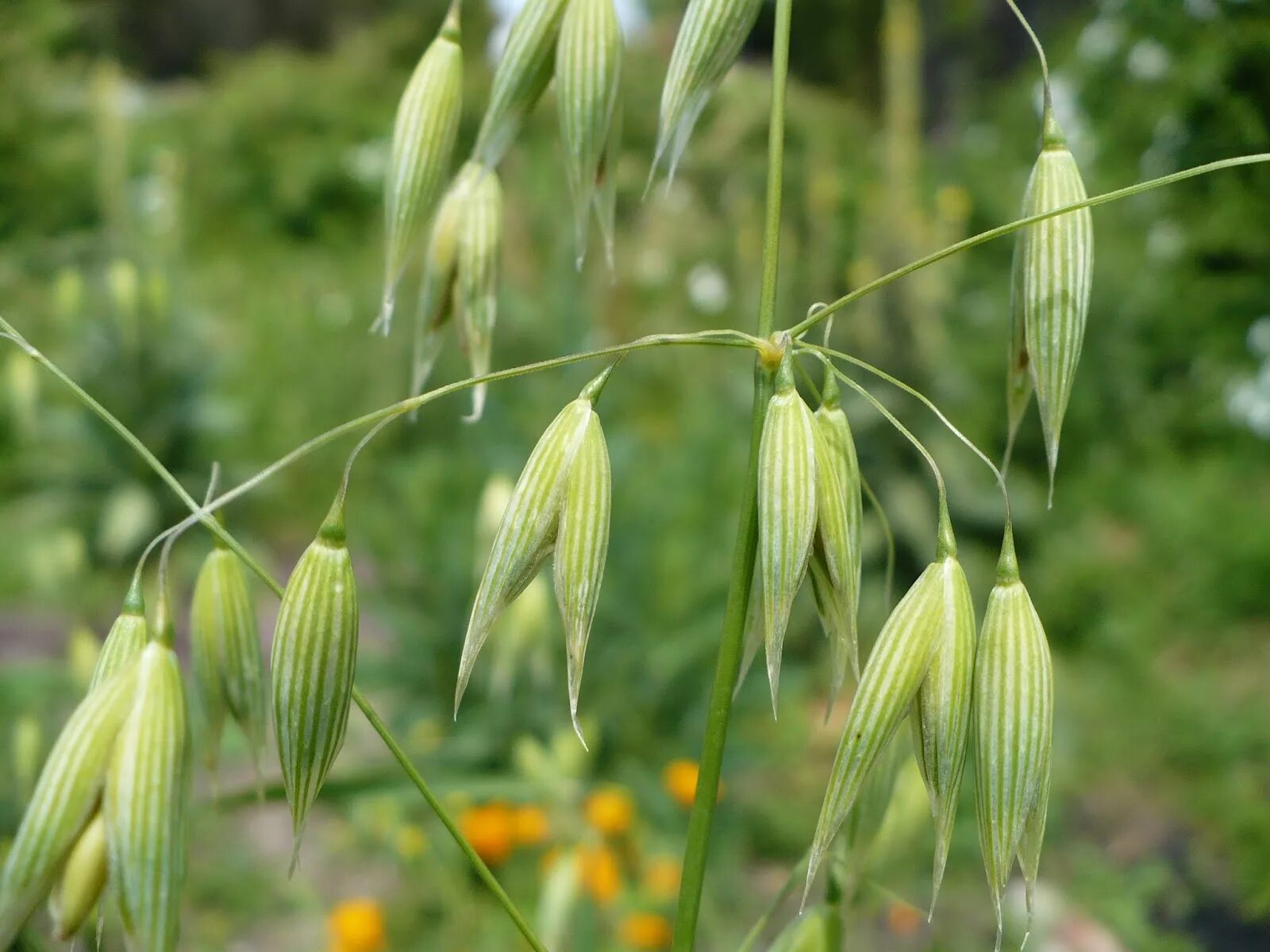 Огурцы овса. Овёс посевной Avena Sativa l.. Овсюг цветет. Овсюг обыкновенный. Овсюг Баха цветет.