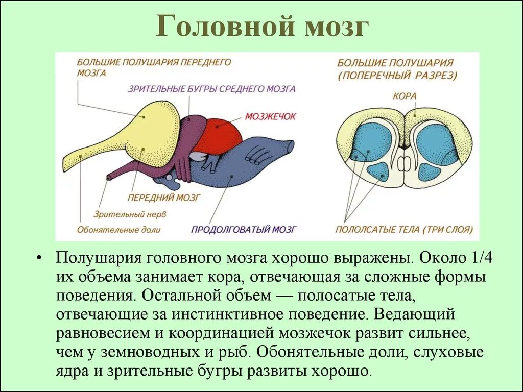 Особенности мозга пресмыкающихся. Отделы головного мозга рептилий. Функции отделов головного мозга пресмыкающихся. Головной мозг рептилий. Промежуточный мозг у рептилий.