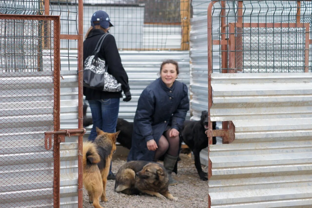 Сайт приют друг. Приют Ильинка. Приют Ильинка СПБ. Приют для собак Ильинка. Приют друг СПБ.