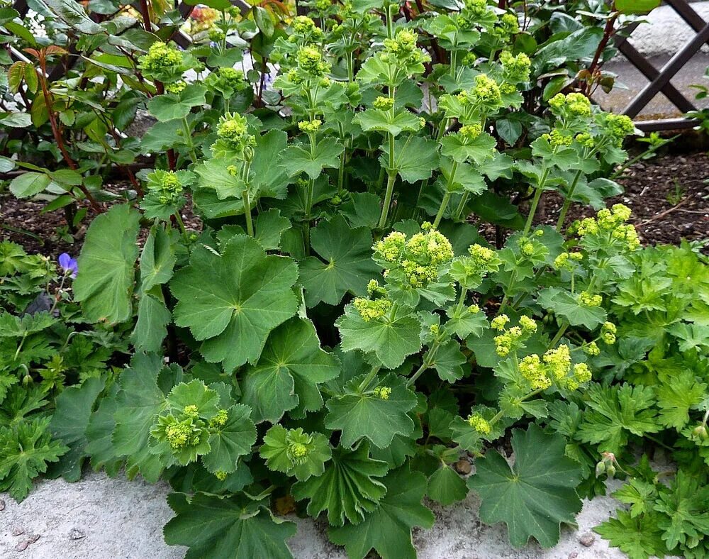 Манжетка робустика. Манжетка alchemilla mollis. манжетка alchemilla mollis robustica. манжетка robustica. манжетка мягкая &#039;robustica&#039;.