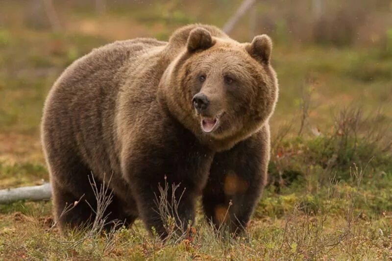 Бурый медведь Евразия. Животные Евразии бурый медведь. Бурый медведь Башкортостана.