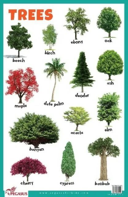 Картинки по запросу айлант высочайший Diy landscaping, Flowering trees, Mountain