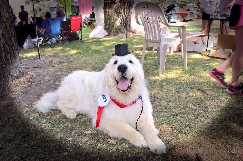 собаки мэры