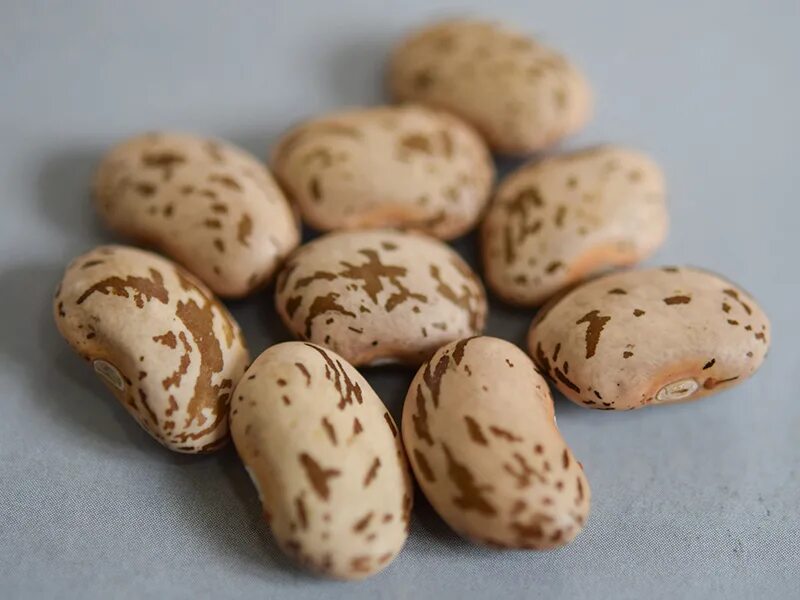 Beans build
