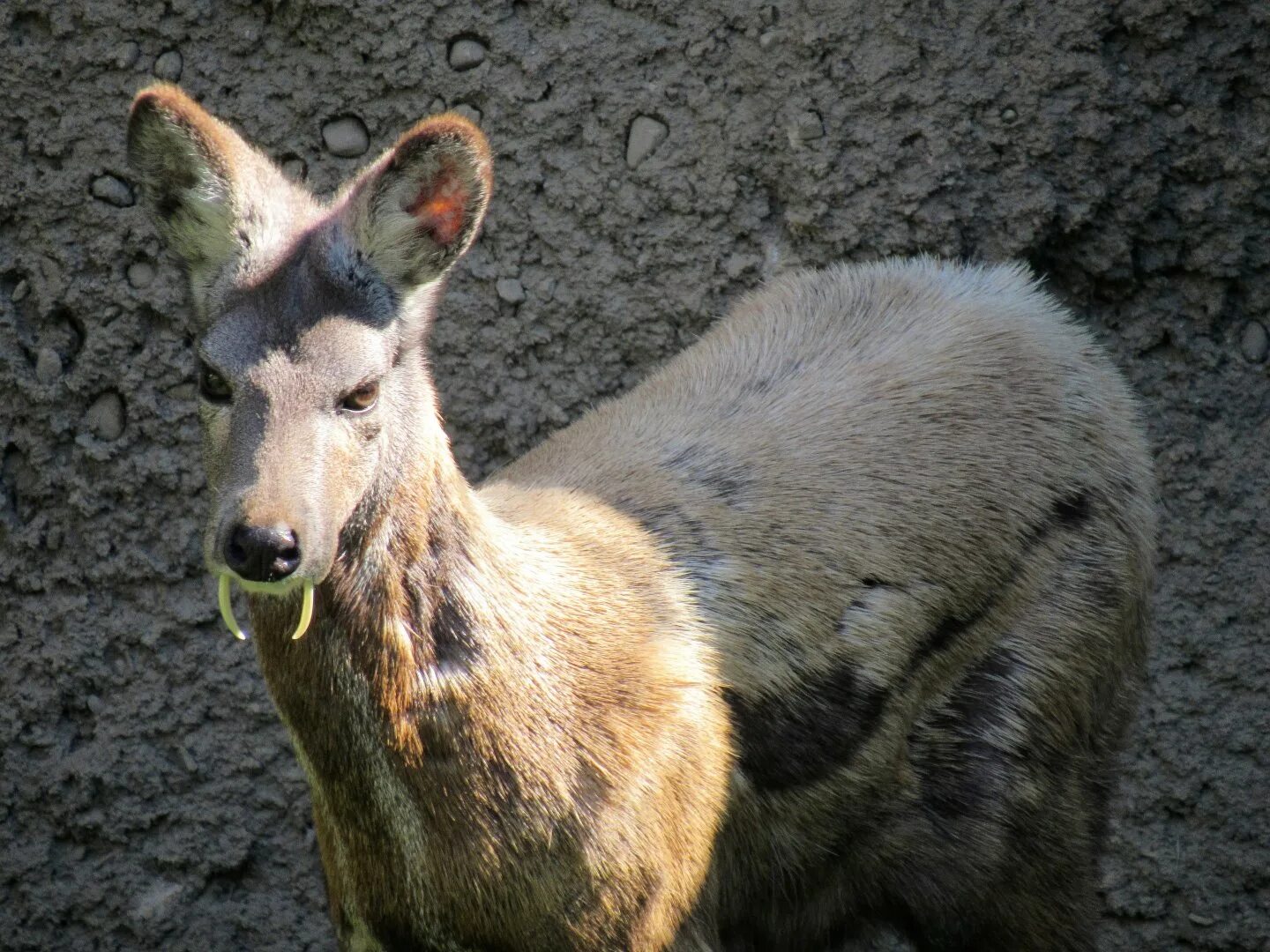 Кабарка. Сибирская кабарга. Кабарга (Moschus moschiferus). Саблезубый олень кабарга. Сахалинская кабарга.