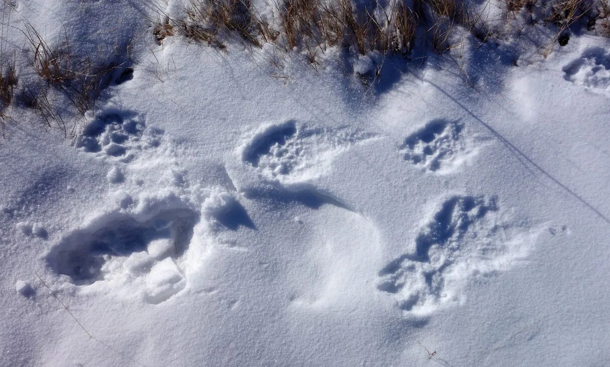 Следы волка на снегу. Следы волка на сугробе. След волка. Следы волка зимой. Фото следа волка на снегу и собаки