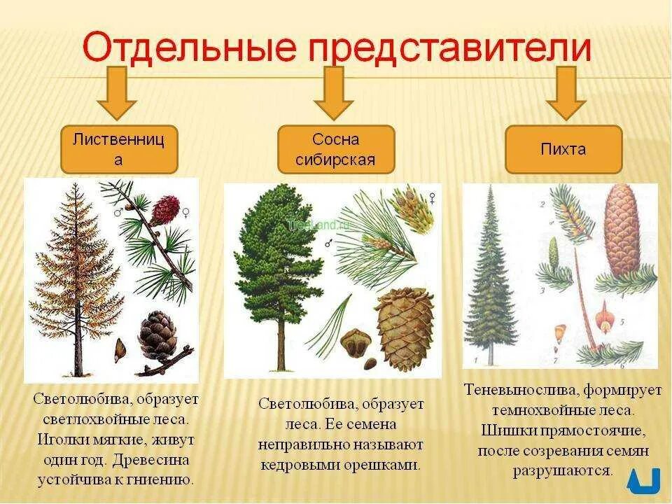 Какая жизненная форма будет у шишки. Голосеменные:ель сосна, лиственница. Ель сосна пихта лиственница. Сосна ель лиственница шишки. Шишки пихты Голосеменные.