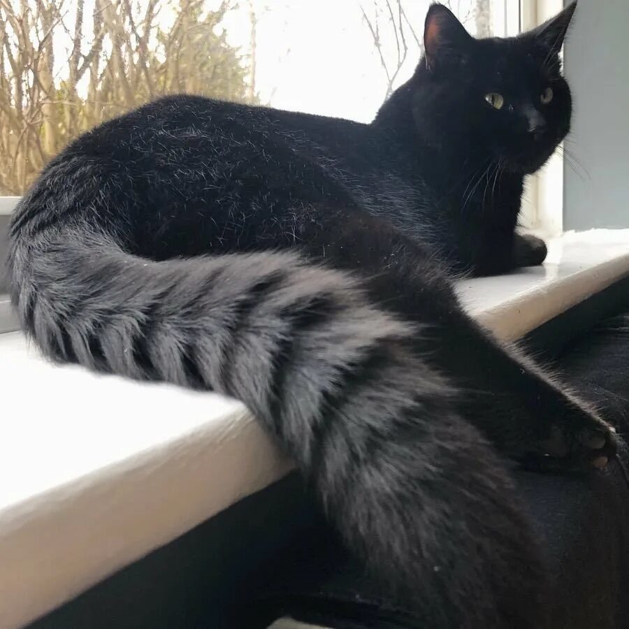 Длинный кот порода. Кошка с шикарным хвостом. Кот с пушистым хвостом. Кошка с длинным хвостом. Черная кошка с пушистым хвостом.