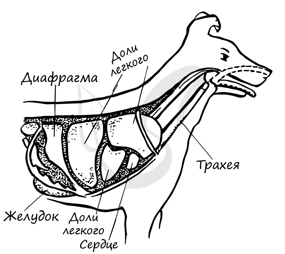 Диафрагма у собаки. Диафрагма собаки анатомия. Диафрагма собаки строение. Диафрагма у животных. Наличие диафрагмы у млекопитающих