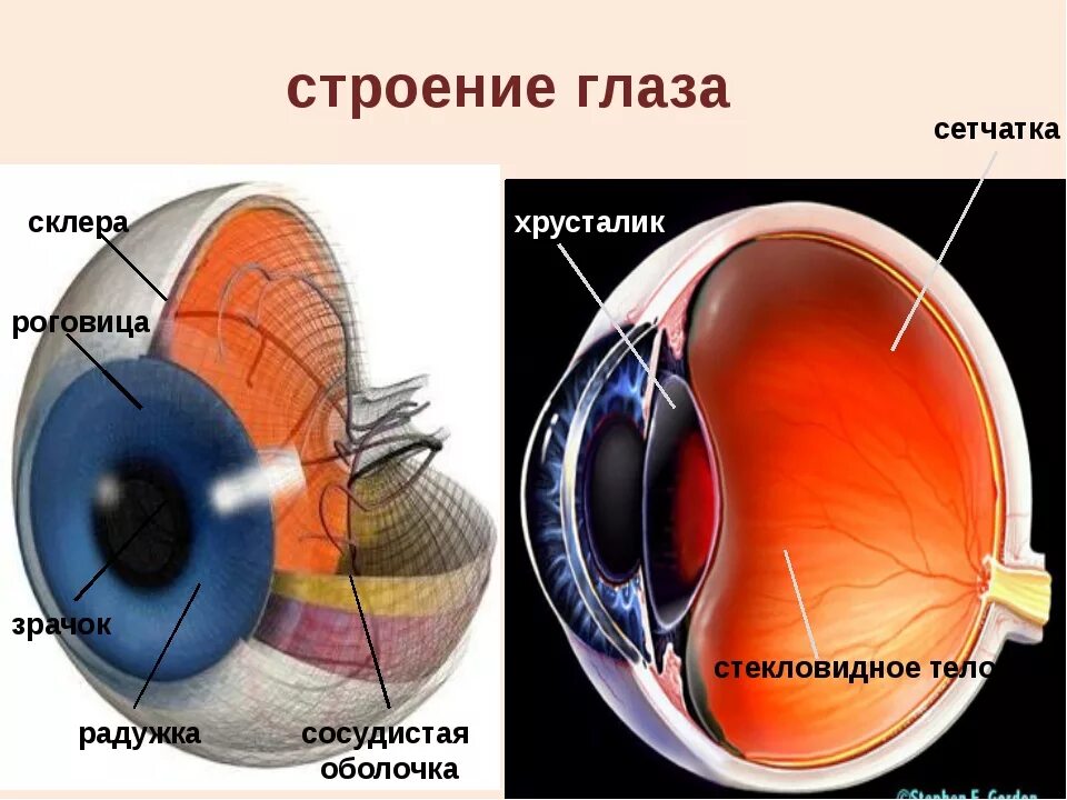 Строение глаза сбоку. Роговица хрусталик стекловидное тело. Строение глаза сетчатка роговица хрусталик. Склера роговица радужка.