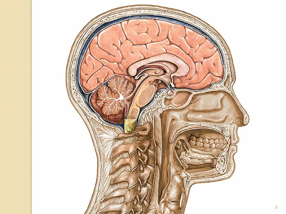 Мозг в черепной коробке. Расположение мозга в черепной коробке. Размещение головного мозга в черепной коробке. Расположение головного мозга в черепе. Мозг человека внутри черепа.