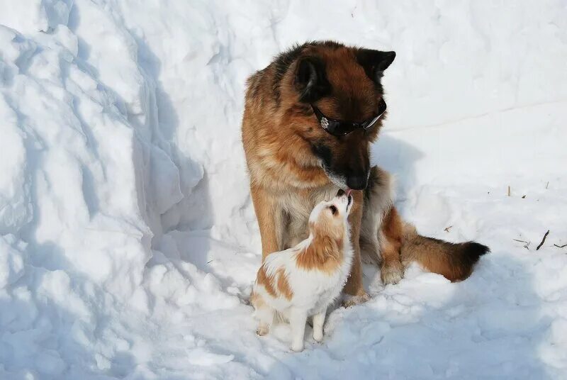 смешное про собачников. демотиваторы про собак смешные. демотиваторы собаками. пес демотиватор. демотиваторы собаки прикольные.