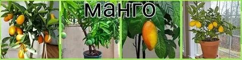 Сколько раз поливать манго