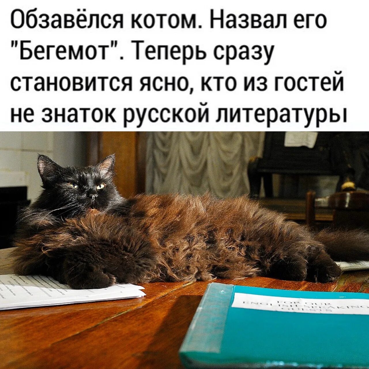 Включи кота называется. Как зовут вашего кота. Кот зовет. Как зовут твоего кота. Как зовут вашего кота.картинки.