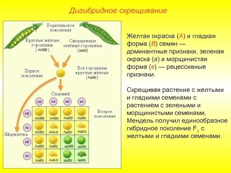 Доминантные признаки гороха. Дигибридное скрещивание что в ф2. схема дигибридного скрещивания гороха. генетика дигибридное скрещивание. решётка пеннета для дигибридного скрещивания задачи.