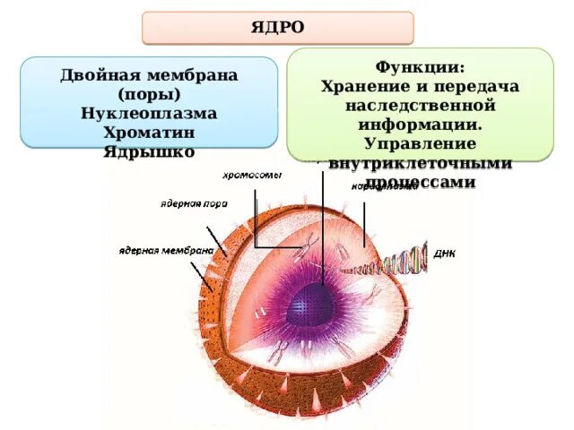 Наследственную информацию в ядре выполняет. Ядрышко функции. ядрышко выполняет функцию. строение ядрышка. ядрышко строение и функции.