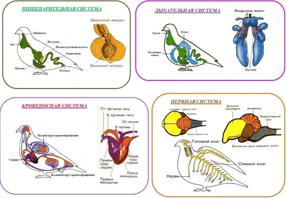 Внутреннее строение птиц система органов и органы. Внутреннее строение птицы с системами. Дыхательная система птиц 7 класс биология таблица. Дыхательная система птиц схема биология. Внутреннее строение птиц 7 класс таблица
