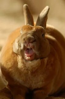 Cute fat rabbit
