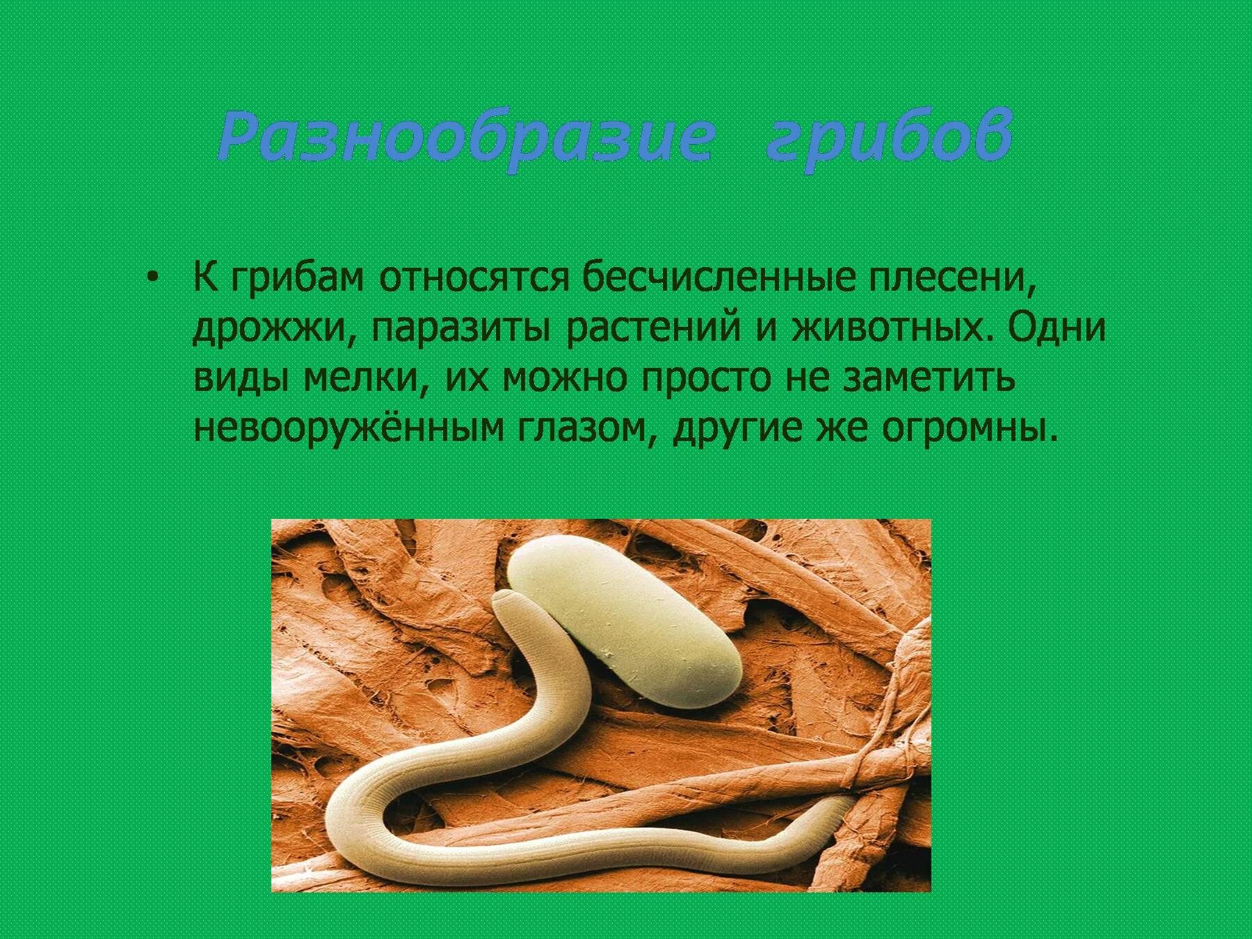 Сообщение на тему грибы паразиты. Грибы паразиты доклад. Сообщение про паразитов по биологии 5 класс.
