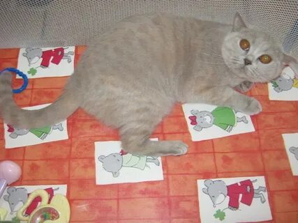 Кошка сколько вязок