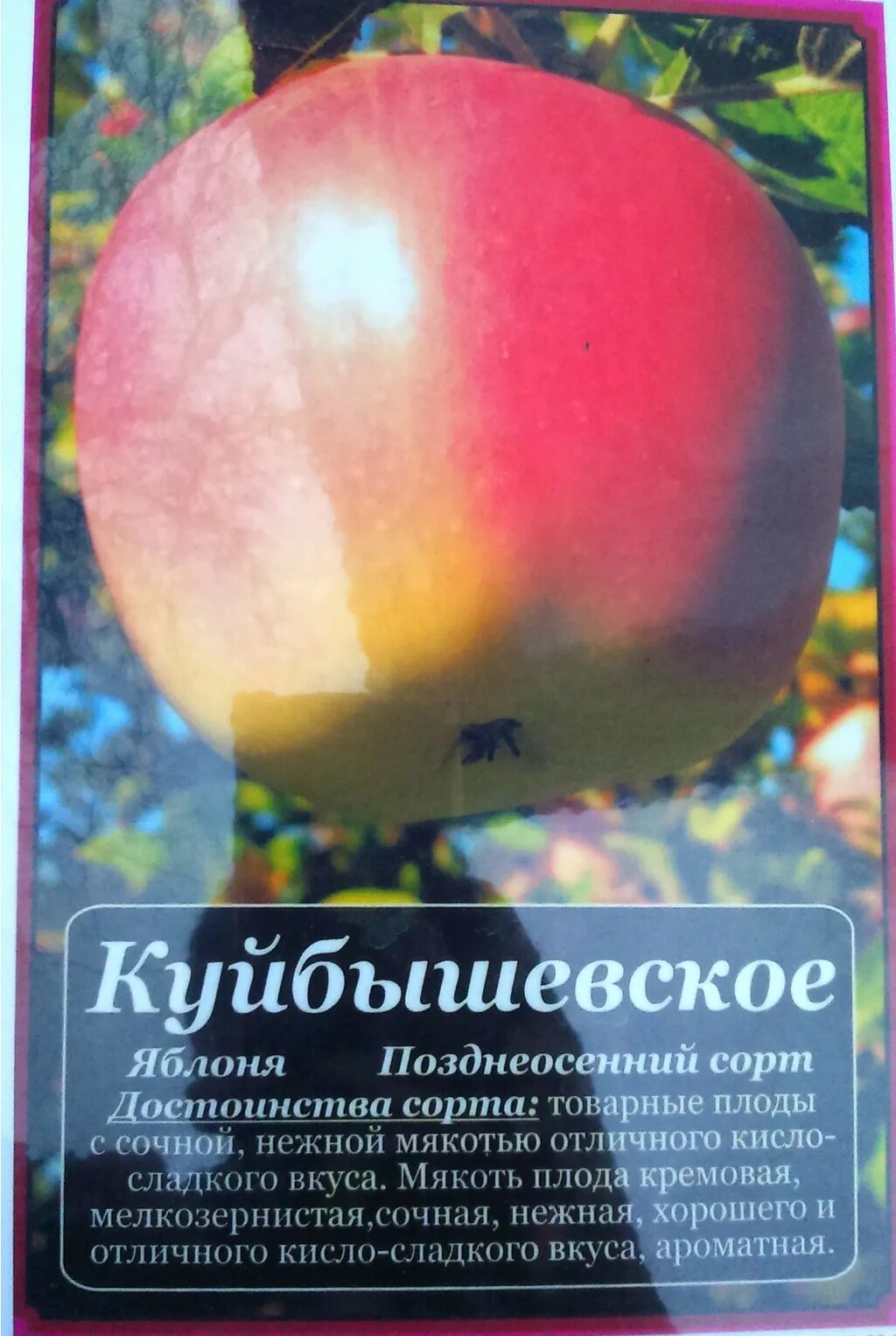 Яблоня Куйбышевское - Яблоня - Плодовые - Растения - Каталог - marusin-sad.com