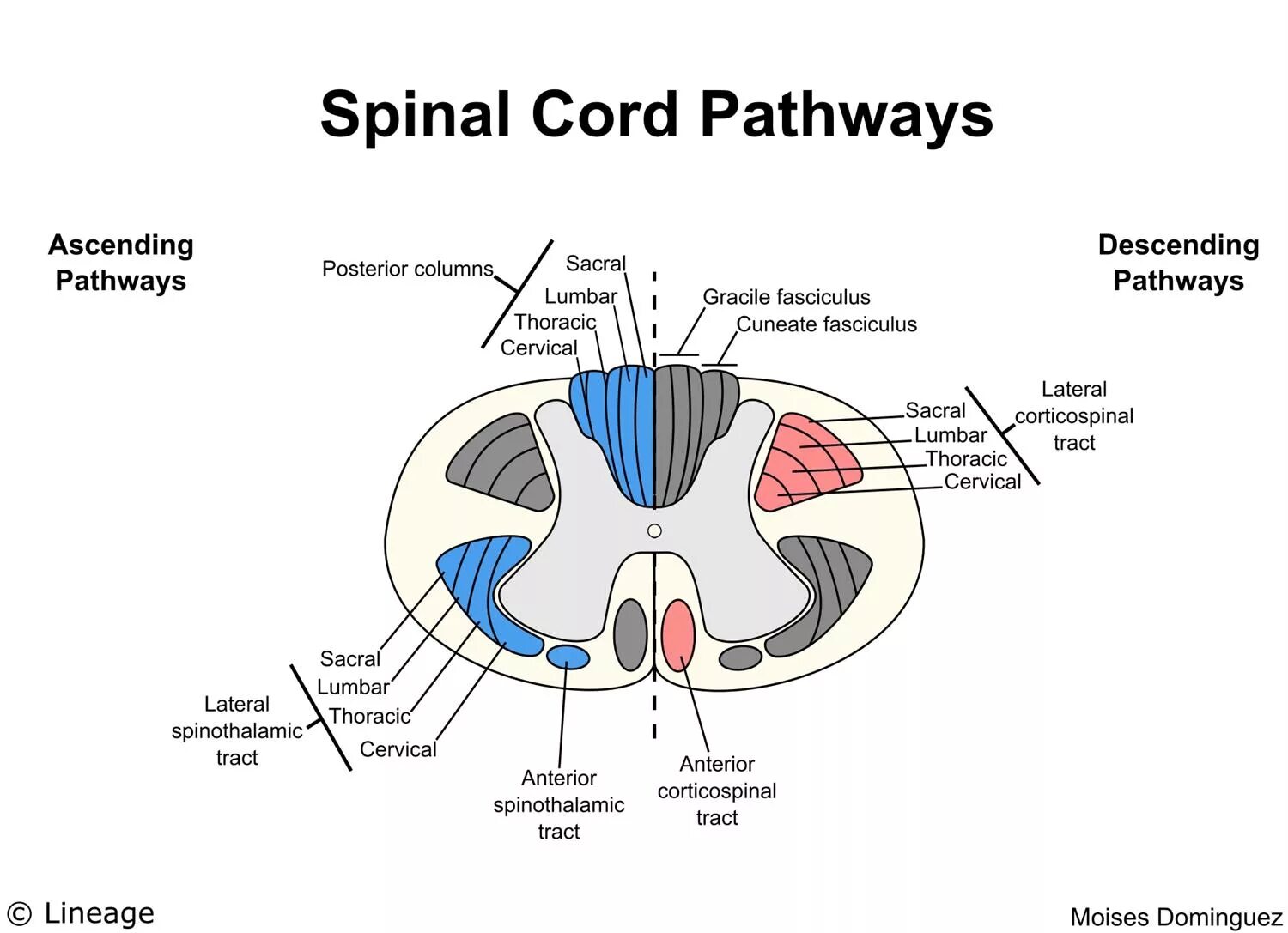 Pathways 2. Spinal cord. the spinal cord tracts &amp; pathways. спинной мозг. spinal cord anatomy.