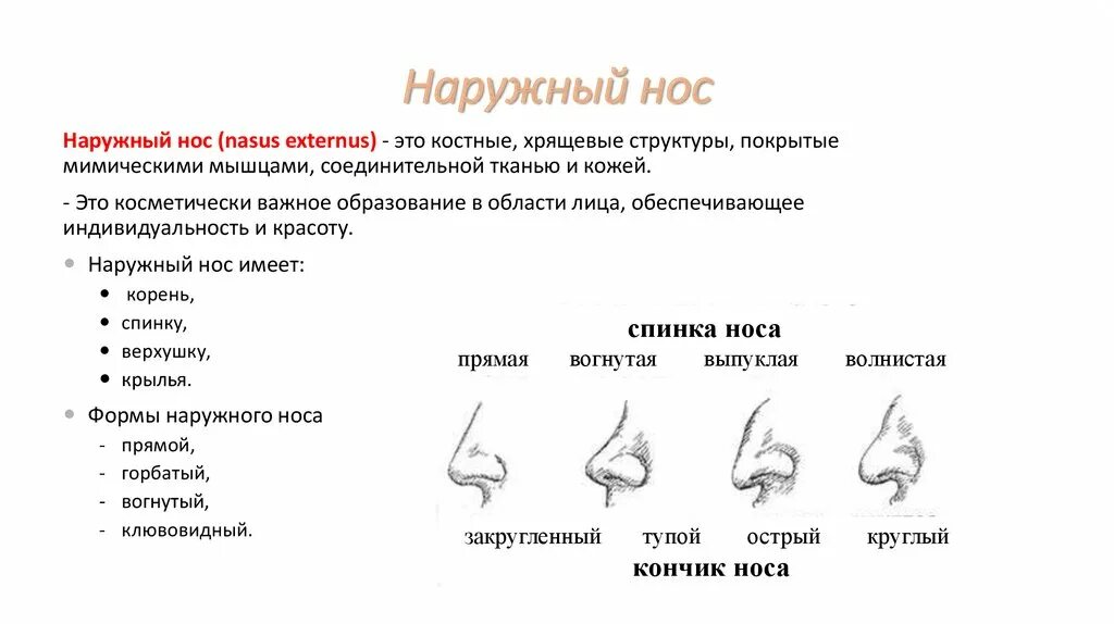 Рост носа в год. Область носа: отделы, строение. Наружный нос строение и функции. Области наружного носа.