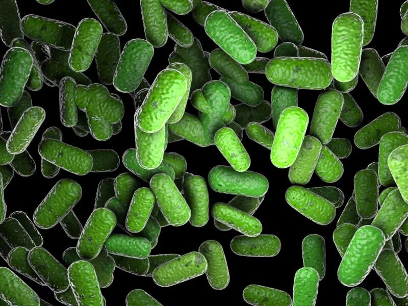 Bacillus thuringiensis var thuringiensis. Палочковидные бактерии бациллы. бациллюс тюрингиензис. бактерии bacillus. палочковидные бактерии bacillus subtilis.