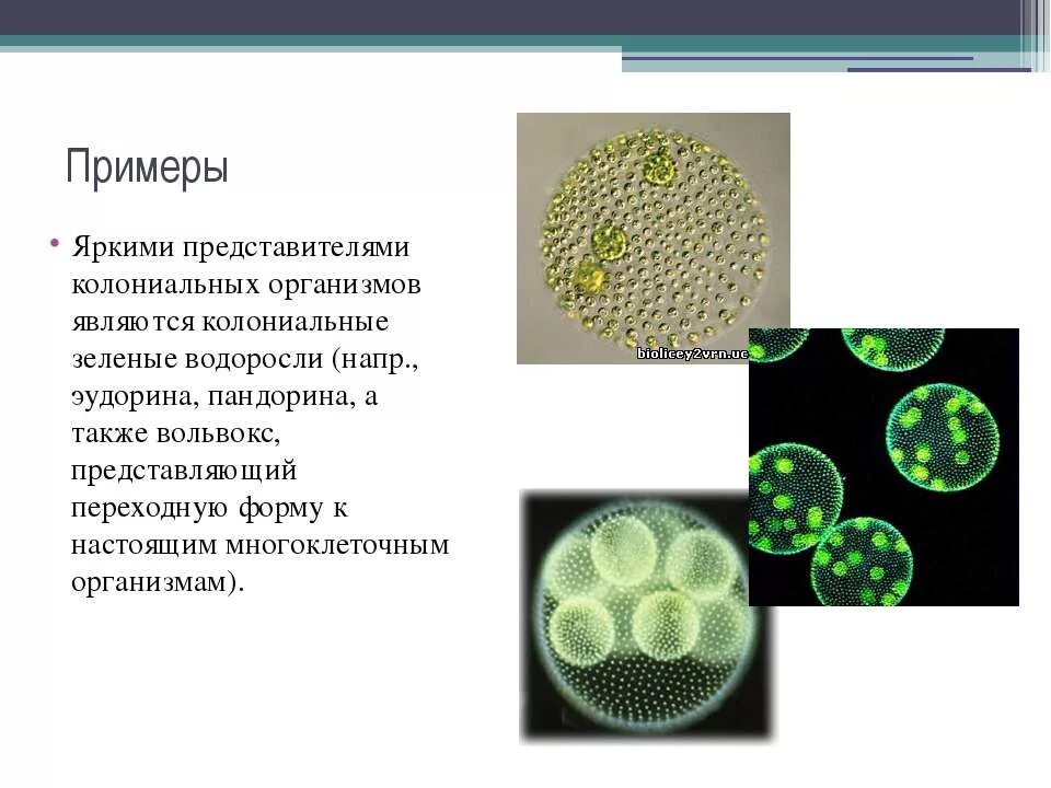 В чем проявляются усложнения организации. Одноклеточные организмы вольвокс. 10. Колониальные водоросли (вольвокс). Одноклеточные водоросли вольвокс. Одноклеточные многоклеточные колониальные таблица.