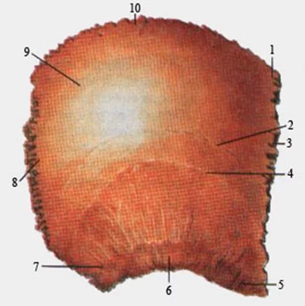 Борозда сигмовидного синуса теменной кости. Теменная кость височная линия. Наружная поверхность теменной кости. Теменная кость внутри.