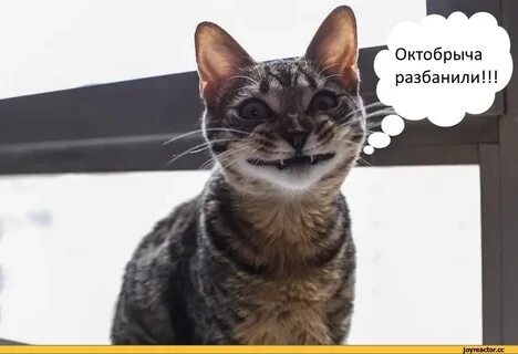 Забанен навсегда разбанить
