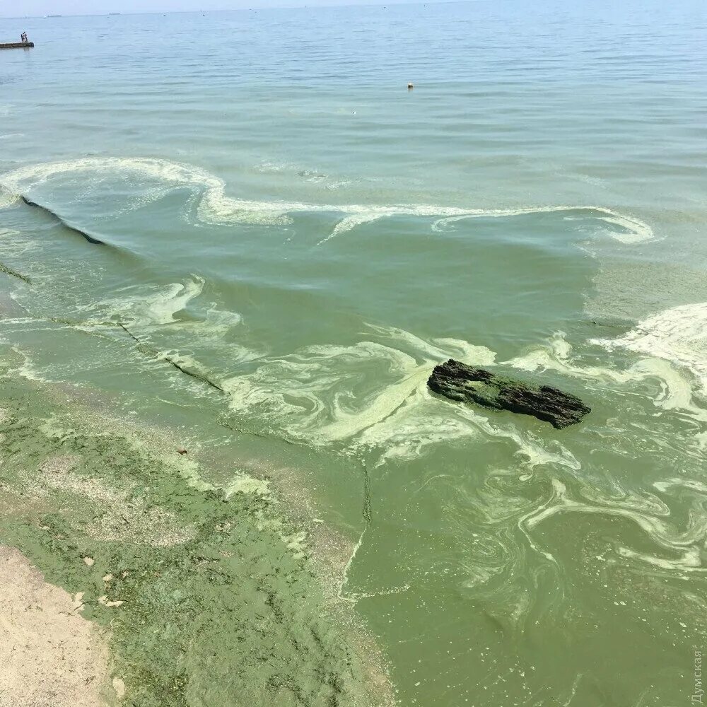 Море цветет Одесса. Черное море Одесса. Одесса грязное море. Дно Азовского моря. Что происходит без воды