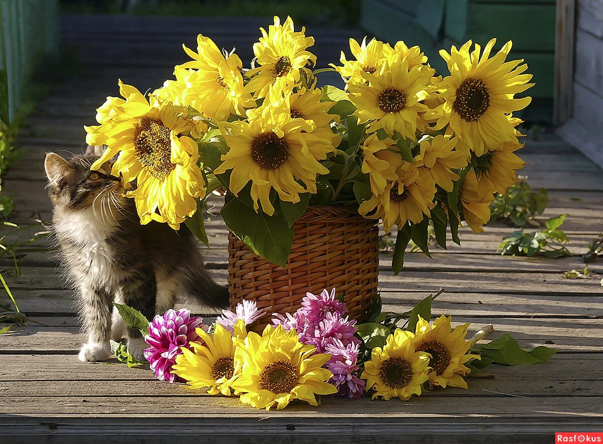 Подсолнухи и животные. Кот подсолнух. Мышонок подсолнух. Подсолнухи и животные. Кот подсолнух.