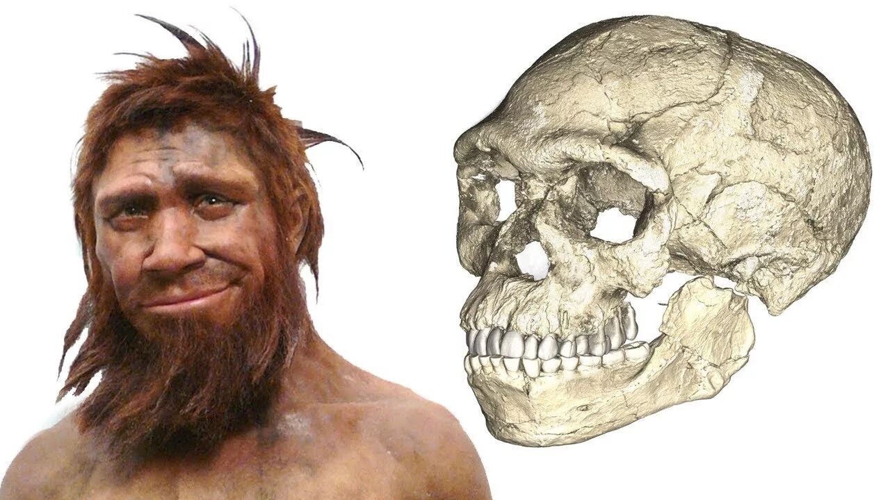 Череп древнего человека и современного. Хомо сапиенс неандерталец кроманьонец. Кроманьонец ( homo sapiens). Хомо сапиенс Джебель Ирхуд.